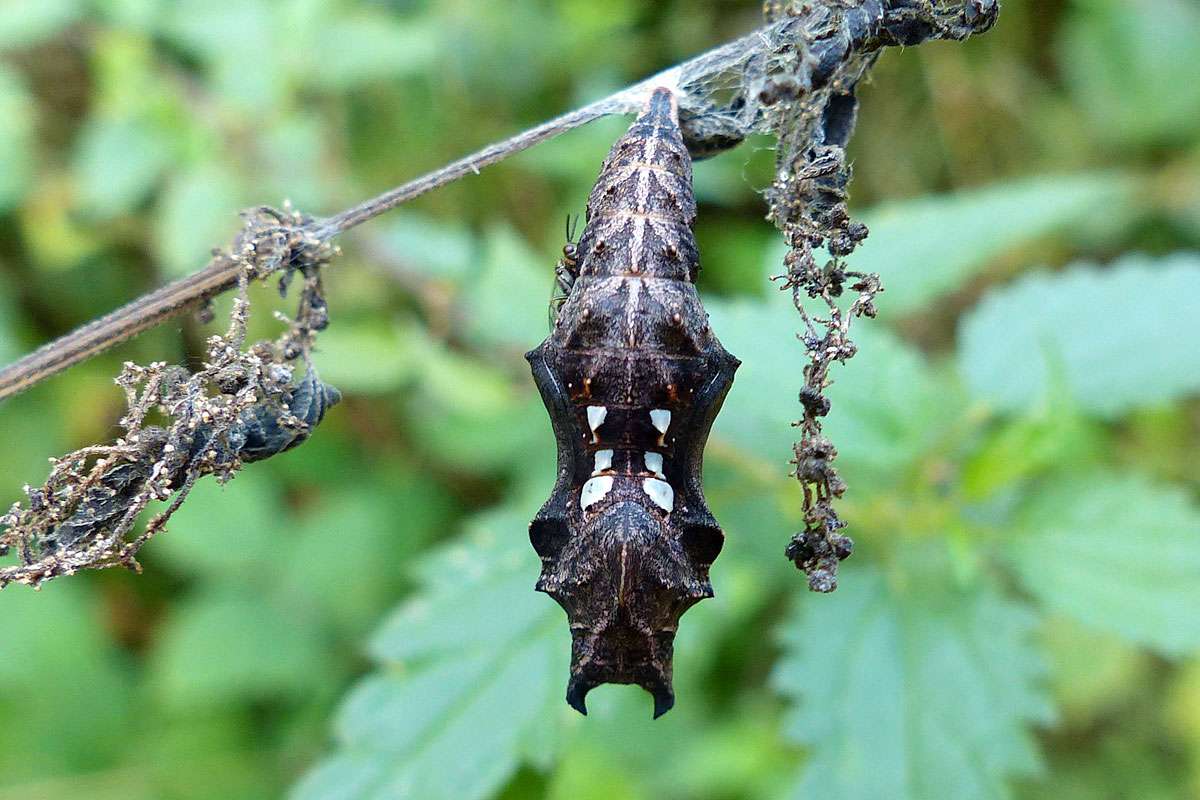 Kommt ganz ohne Brutpflege durch die Eltern aus:
Puppe des C-Falters (Polygonia c-album), (c) Eva-Maria Bäßler/NABU-naturgucker.de