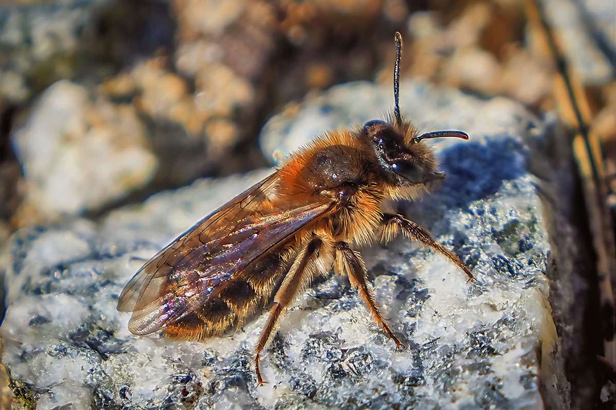 Rotschopfige Sandbiene (Andrena haemorrhoa), (c) Istvan und Sabine Palfi/NABU-naturgucker.de