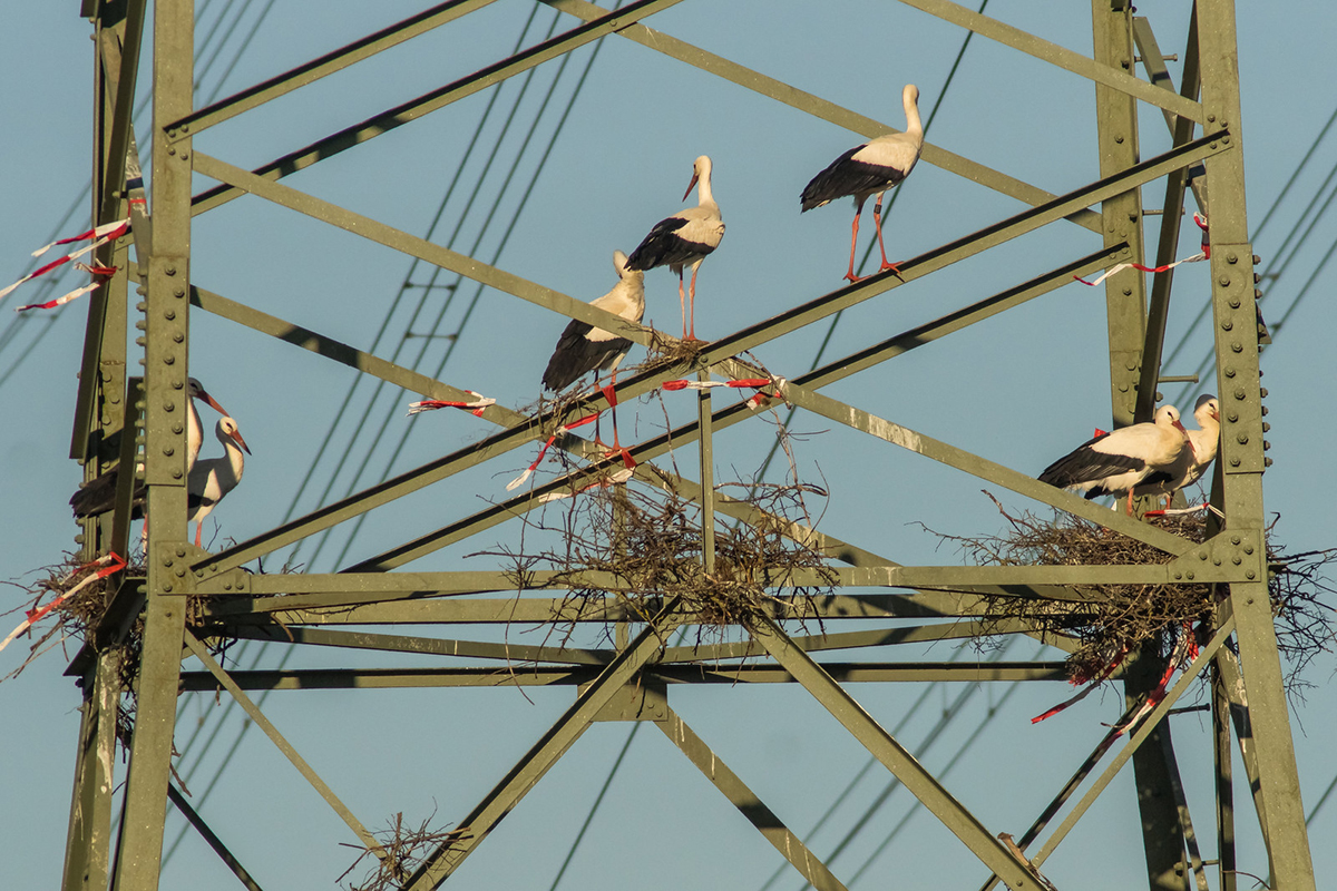 Weißstörche auf Strommast, (c) Udo Krupka/NABU-naturgucker.de