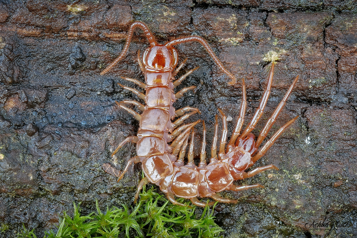 Gemeiner Steinläufer, (c) Achim Kluck/NABU-naturgucker.de