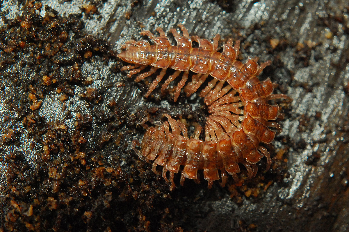 Rotbrauner Bandfüßer, (c) Dieter Gschwend/NABU-naturgucker.de