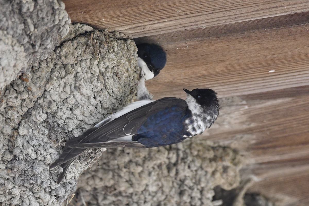 Mehlschwalben am Nest, (c) Ralph Bergs/NABU-naturgucker.de
