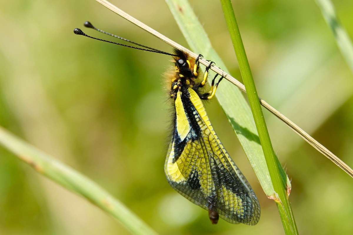 Libellen-Schmetterlingshaft (Libelloides coccajus), (c) Jens Winter/NABU-naturgucker.de