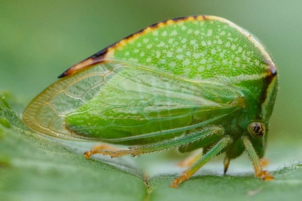 Büffelzikade (Stictocephala bisonia), (c) Jürgen Seibel/NABU-naturgucker.de