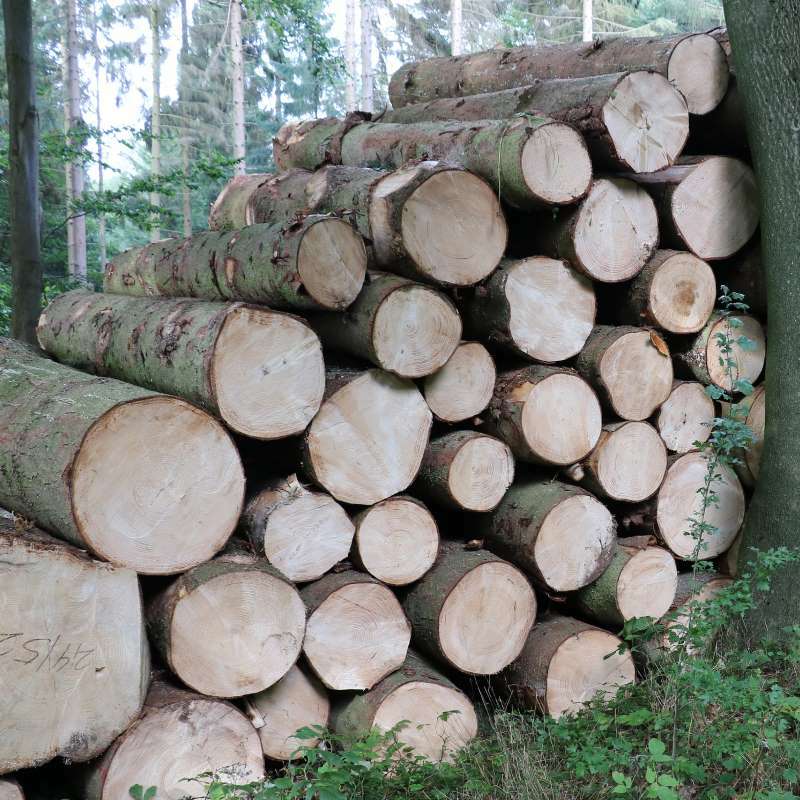 Öffnen 4. Wald und Mensch