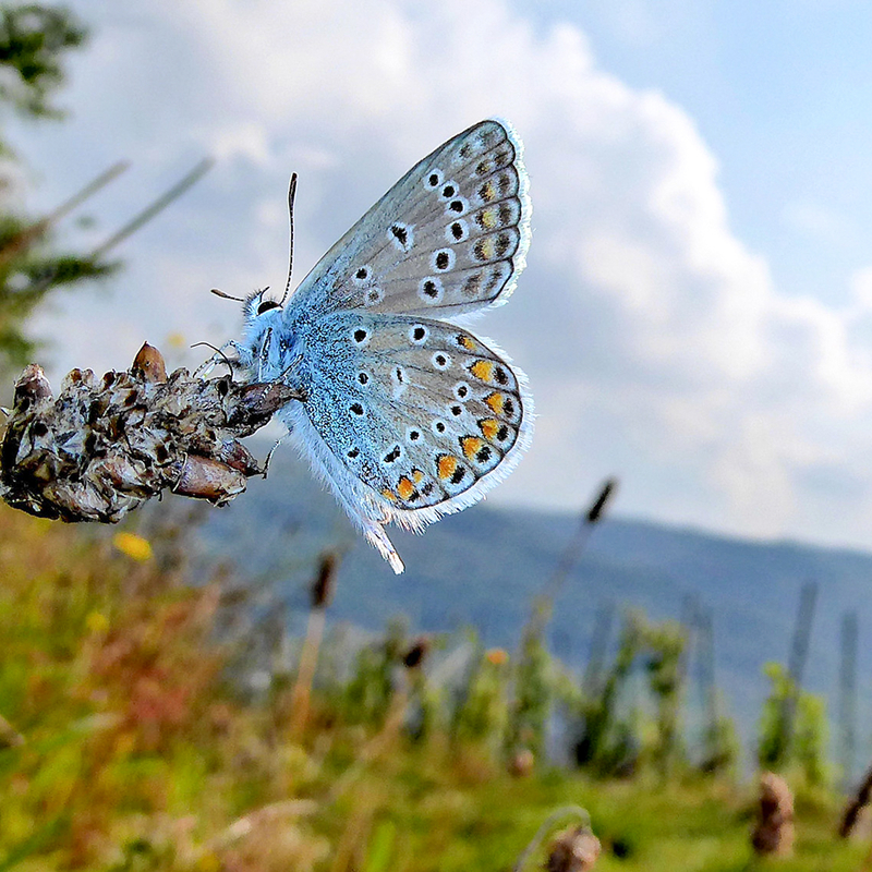 Öffnen 4. Schmetterlinge und ihre Umwelt