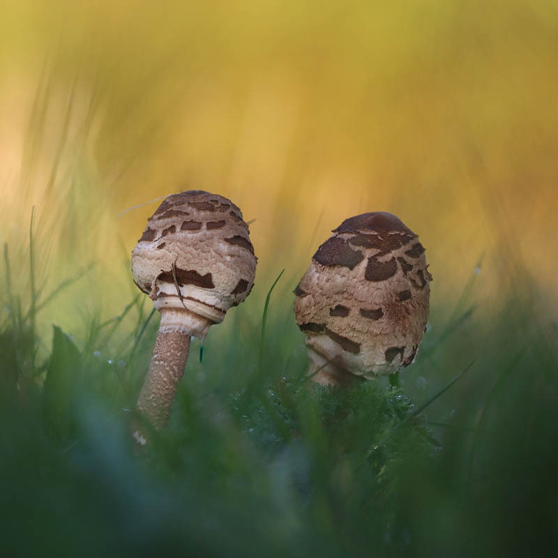Öffnen 3. Freiblättler und Tintlingartige (Agaricales)